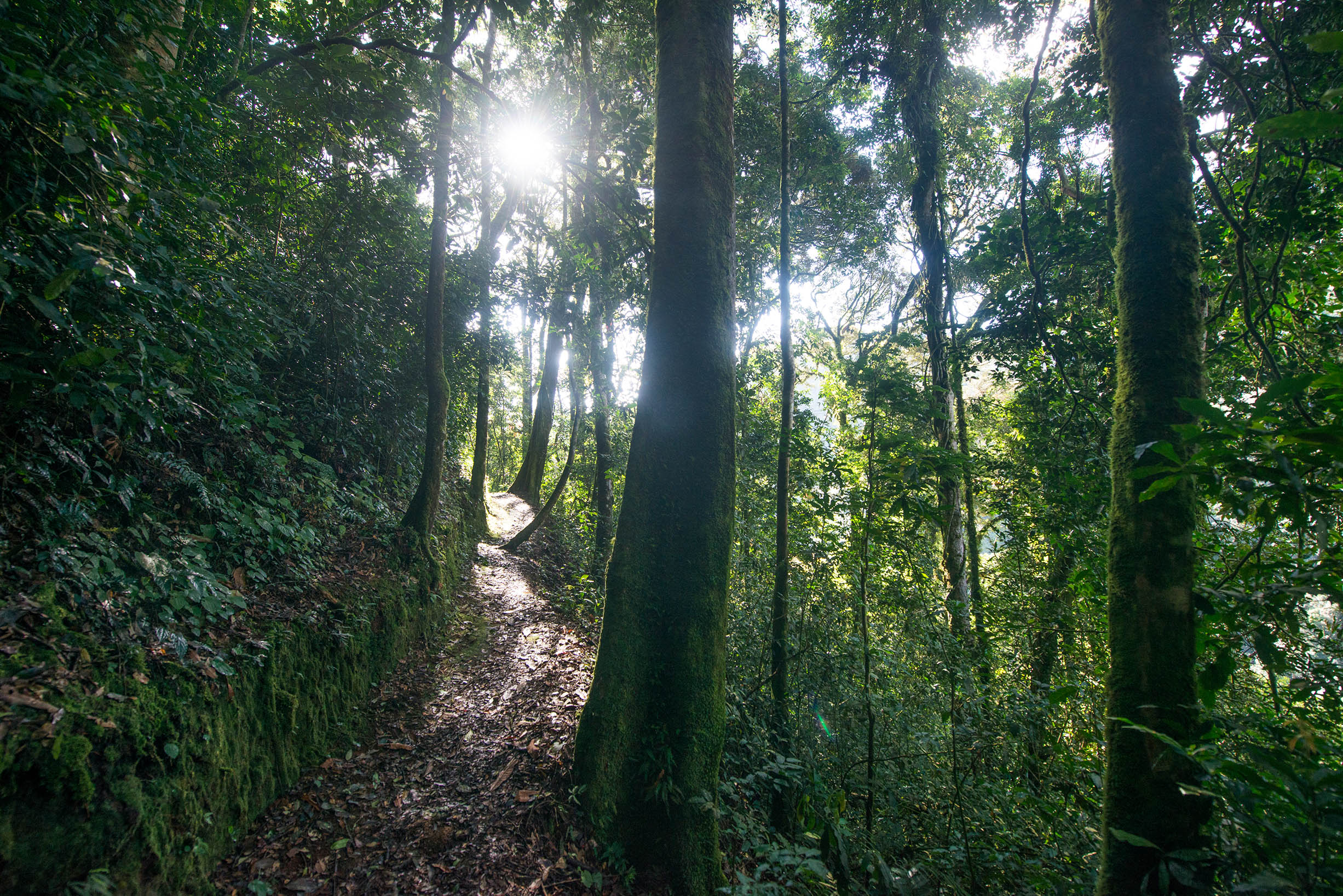 Nyungwe Forest