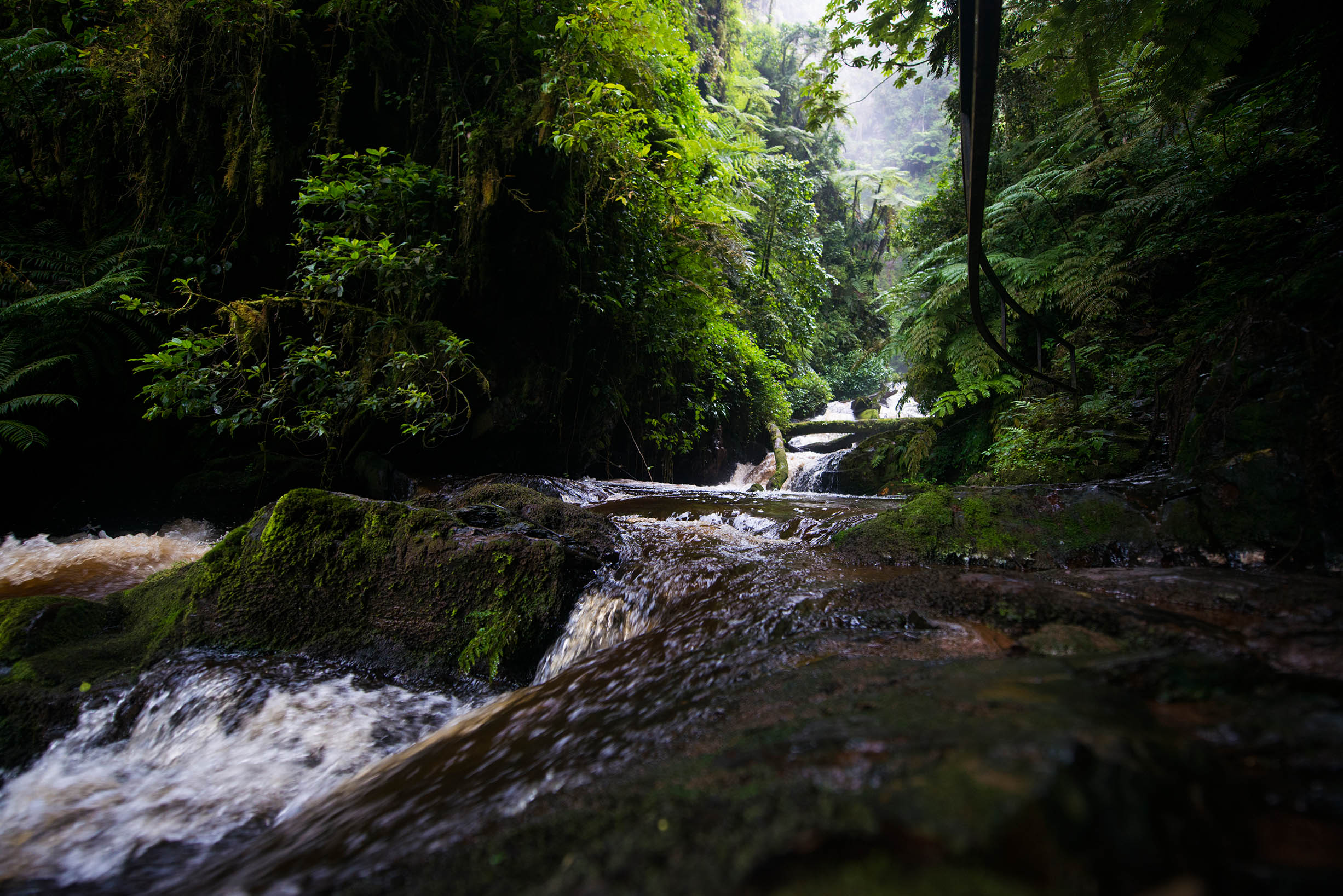 Nyungwe Forest 