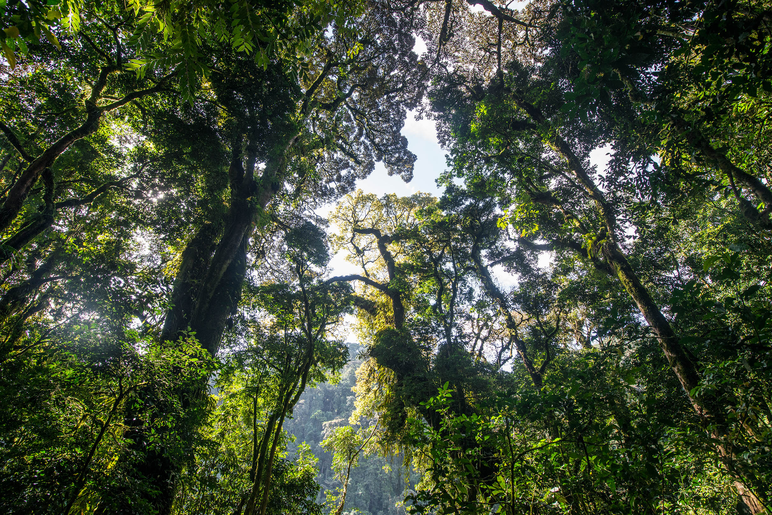 Nyungwe Forest