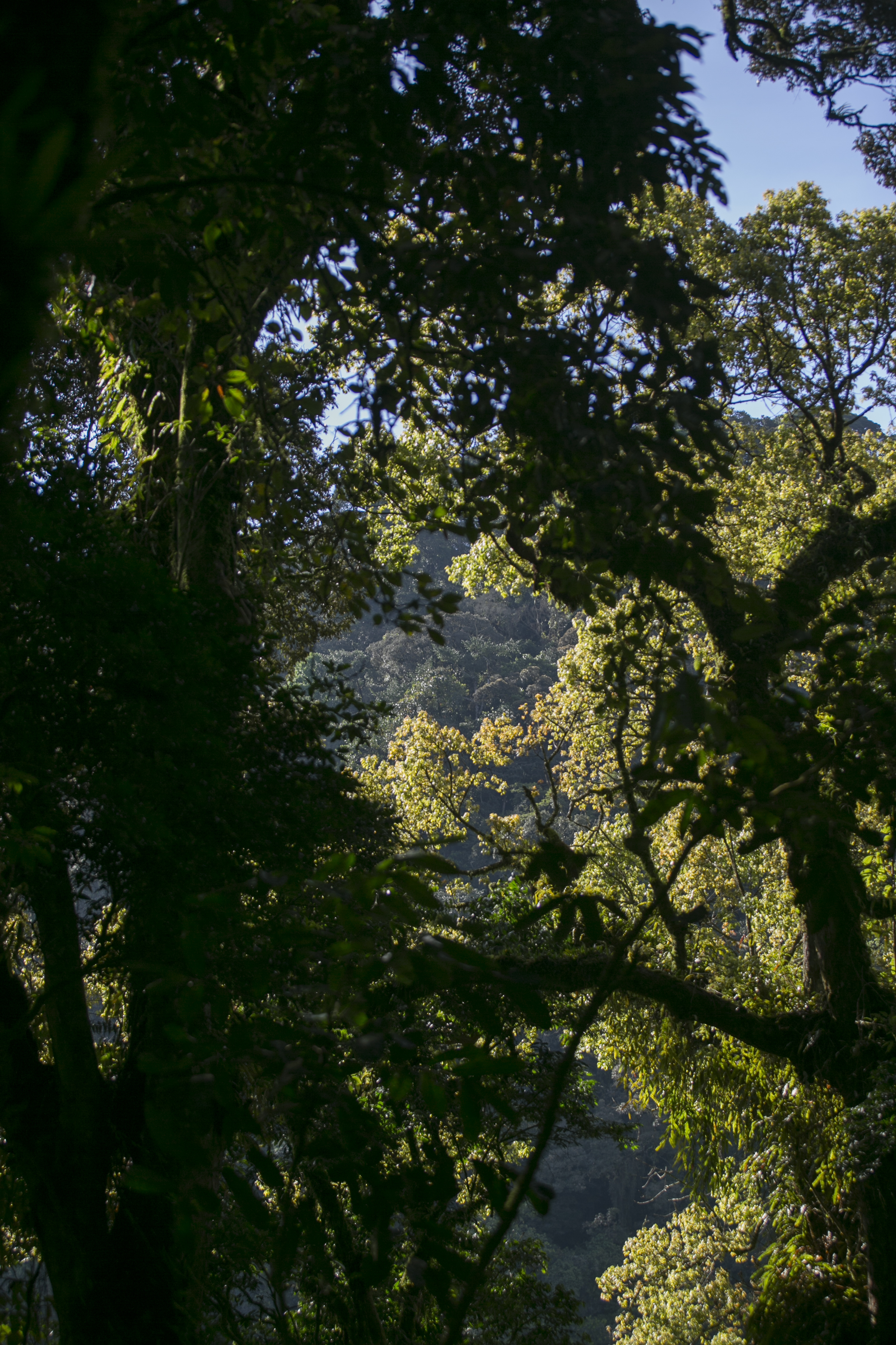 Nyungwe Forest