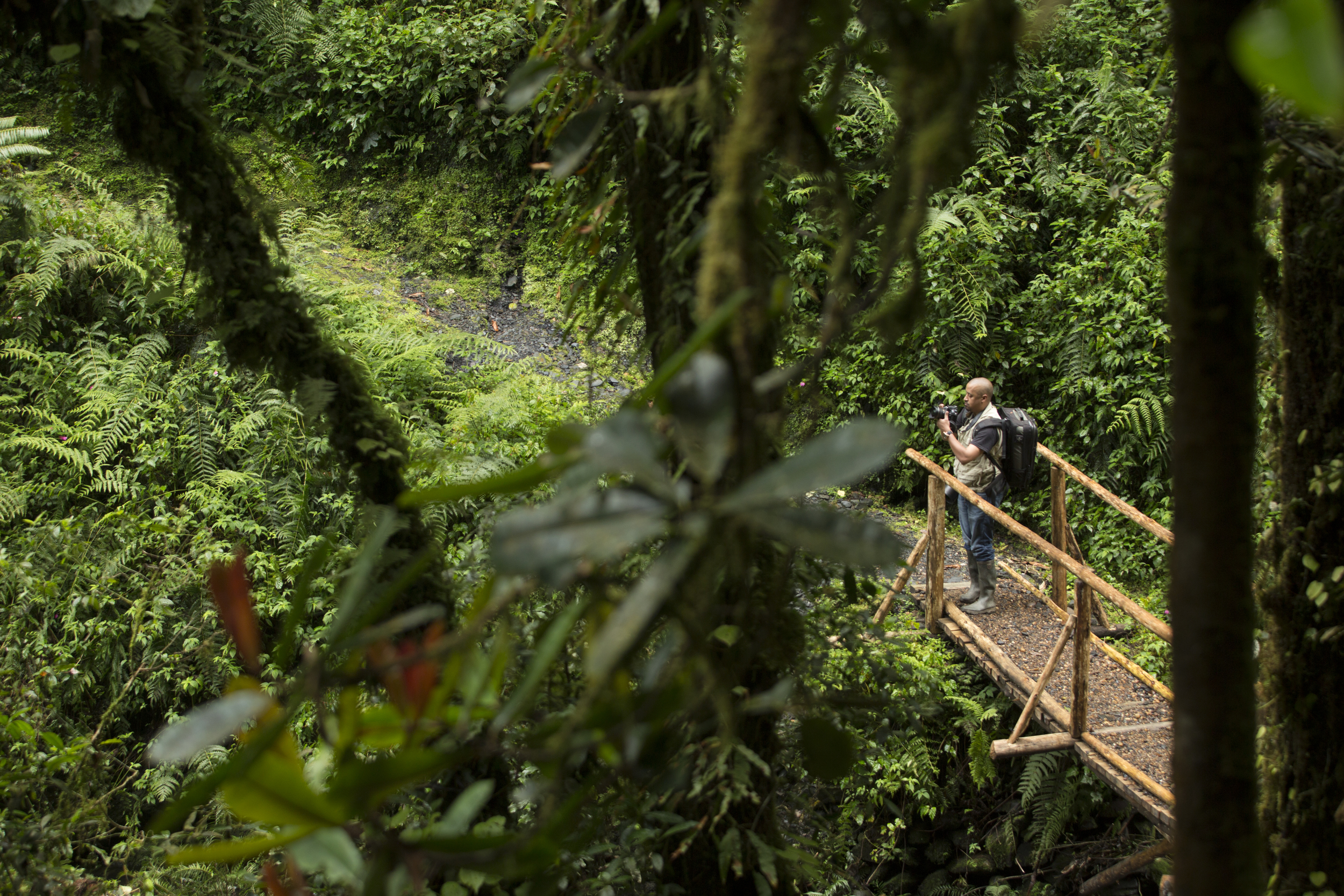 Nyungwe Forest