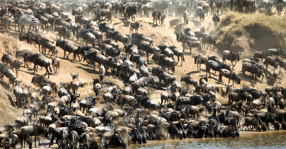 Great Wildebeest Migration, Kenya