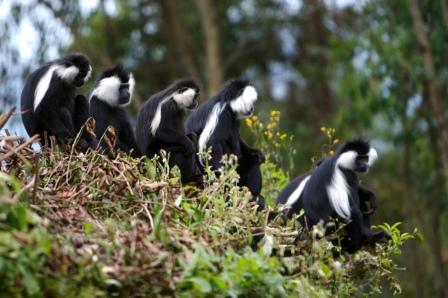 A-group-of-Black-and-White-Angolan-Colobus-Monkeys.jpg