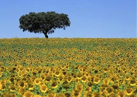 Visiting Alentejo
