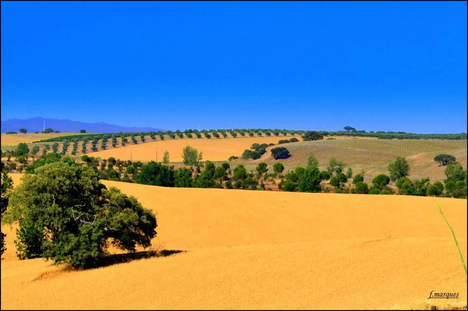 plains.jpg