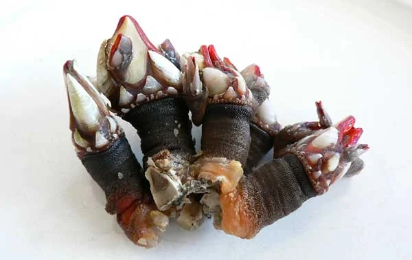 PERCEBES (GOOSENECK BARNACLES)