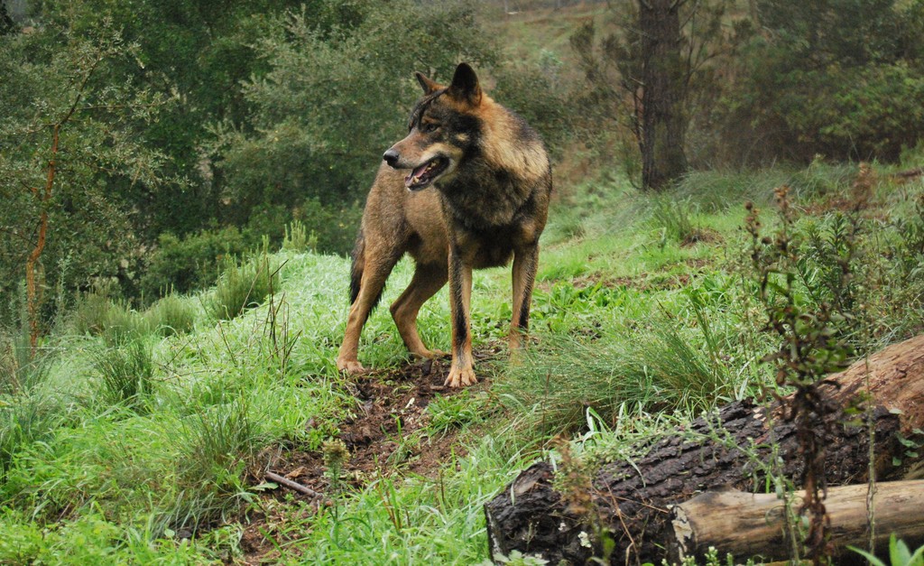 Iberian Wolf