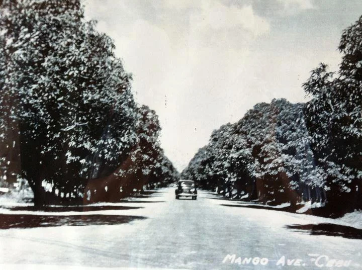 Mango Avenue, ca 1940s About the title : General Maxilom Avenue, a.k.a Mango Avenue, got its nickname from the mango farm that used to exist there. Today, it’s one of Cebu’s busiest and most vibrant places with various institutions and establishments ranging from shops and bars to schools and churches.