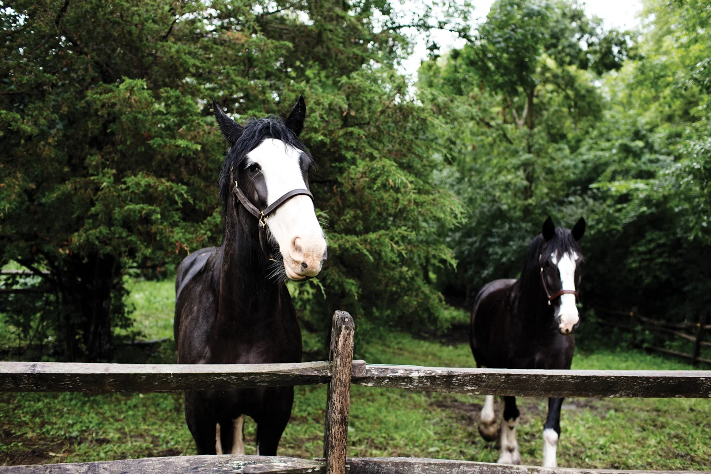 Two Pony Gardens for Mpls.St.Paul Magazine. Art Direction and Styling by Liz Gardner . Additional Styling by Foundry Home Goods .