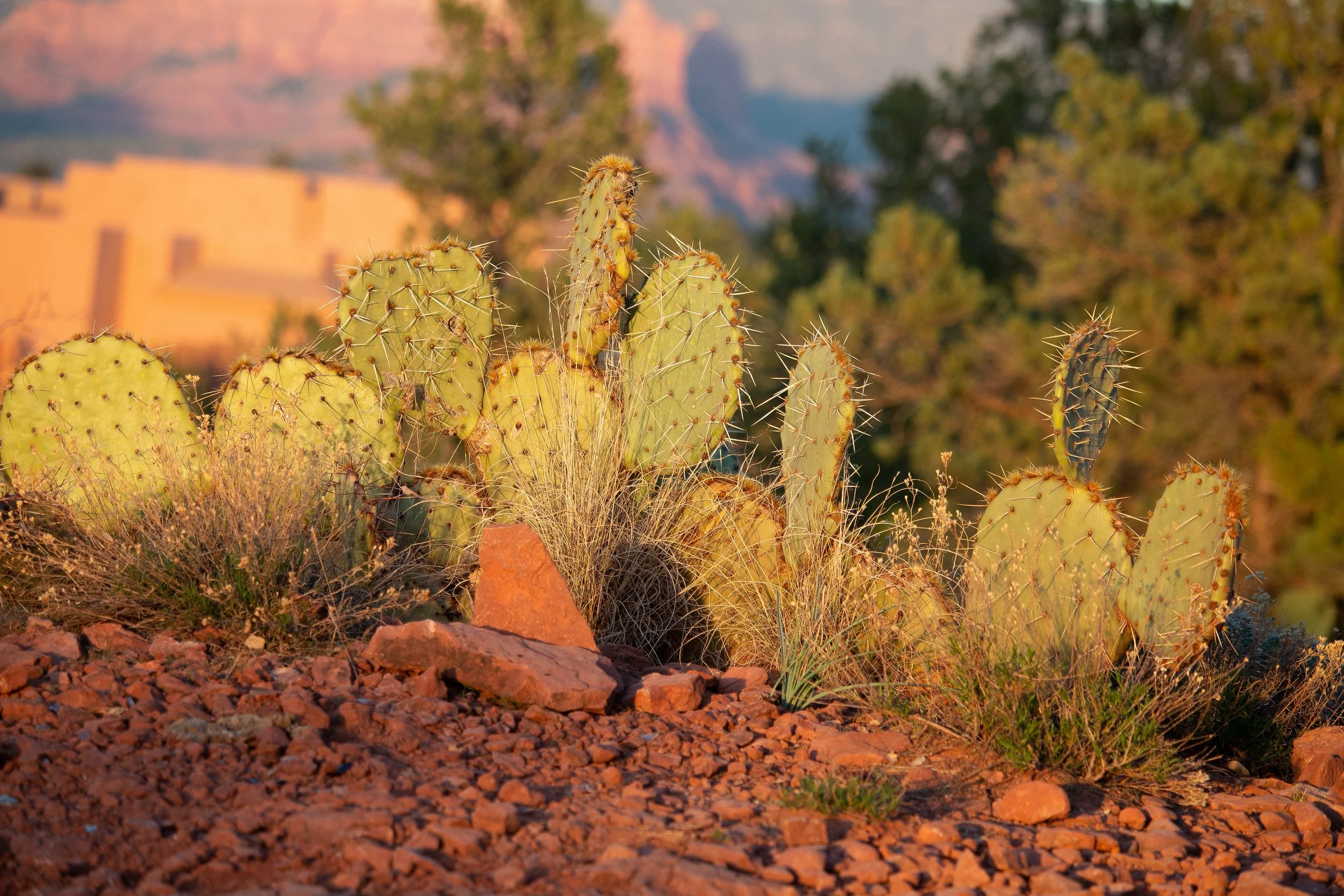 Cactus.jpg