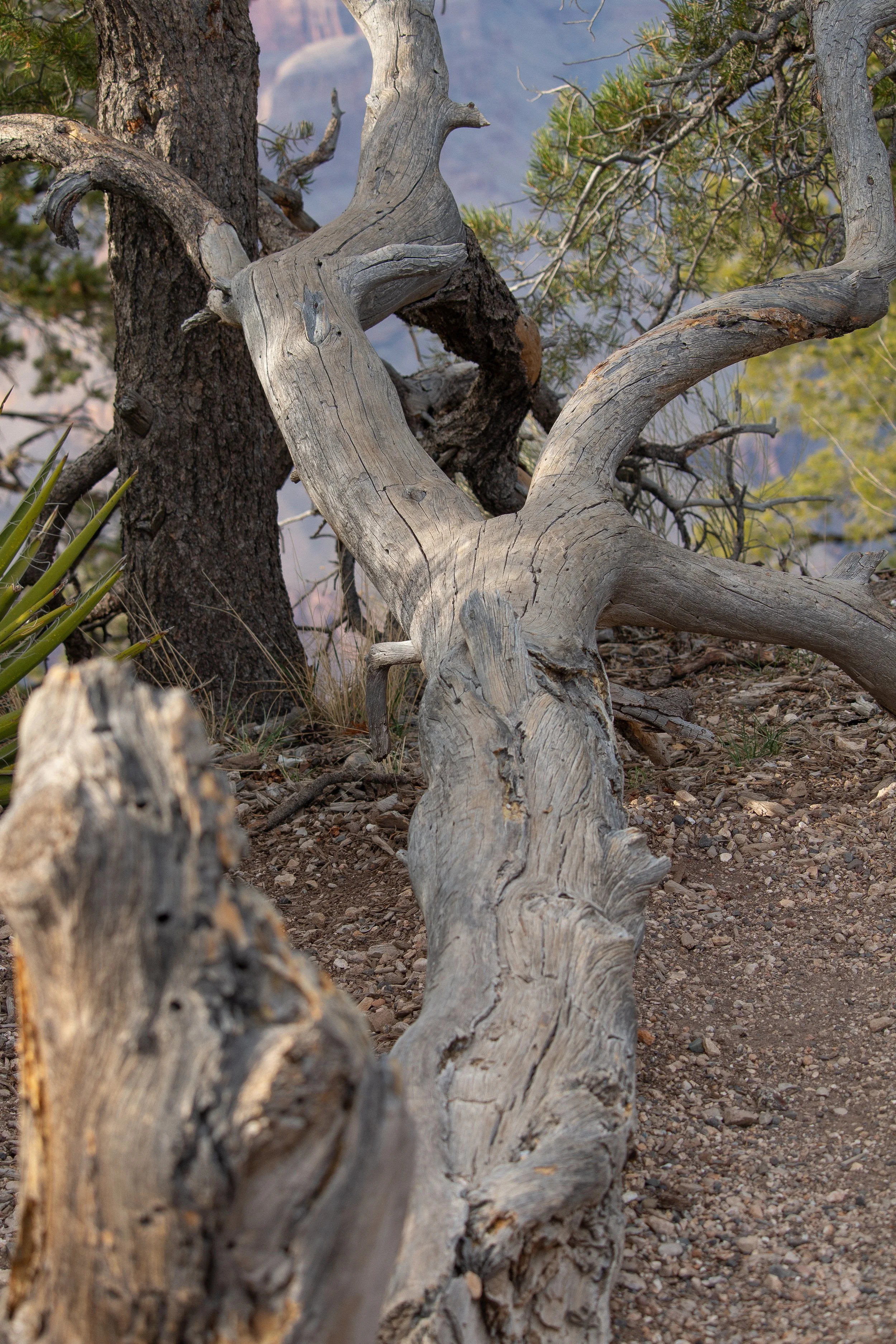 Grand_Canyon_Tree_Split.jpg