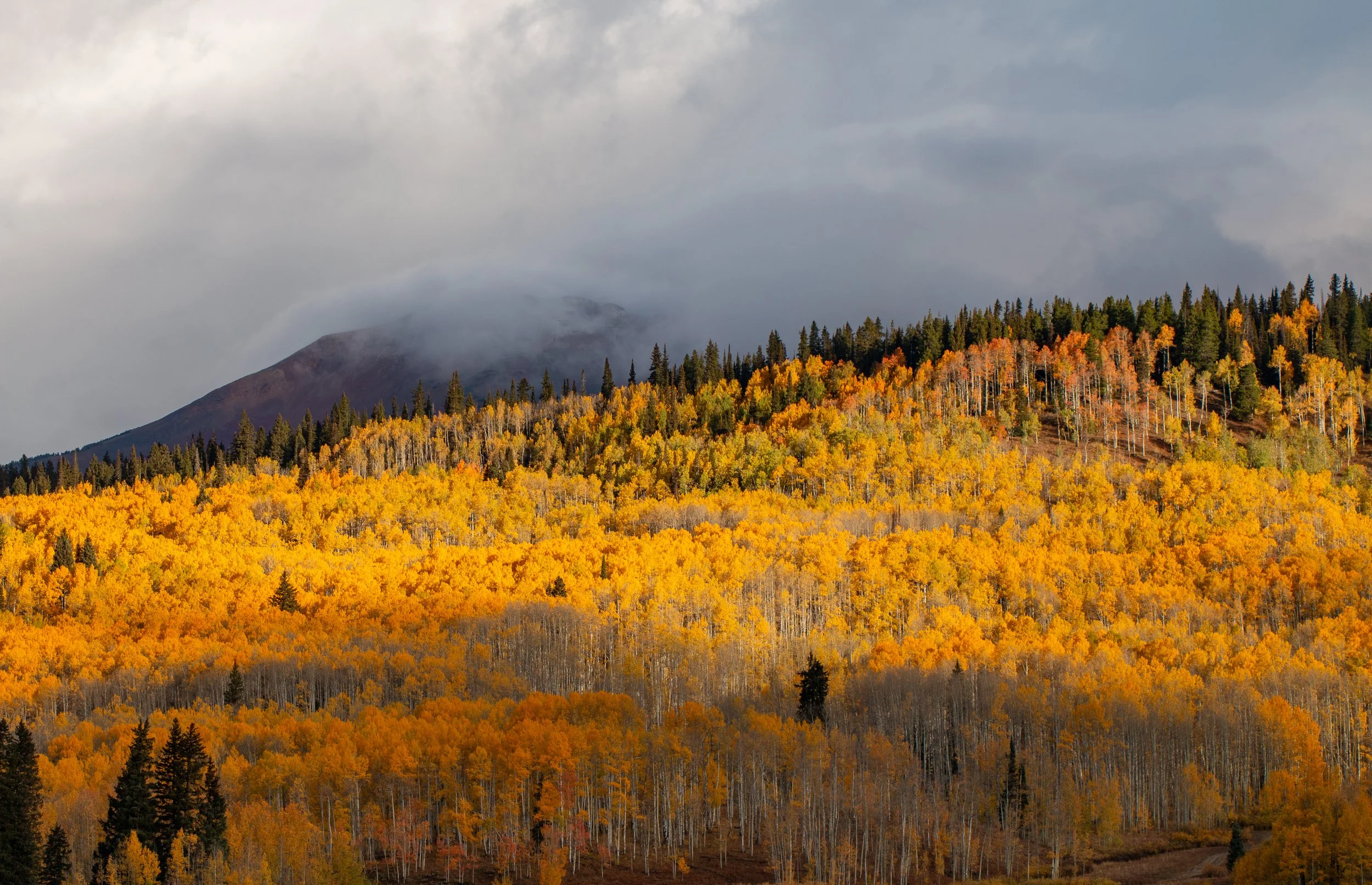 Colorado_Fall_Aspens_Fog_1.jpg