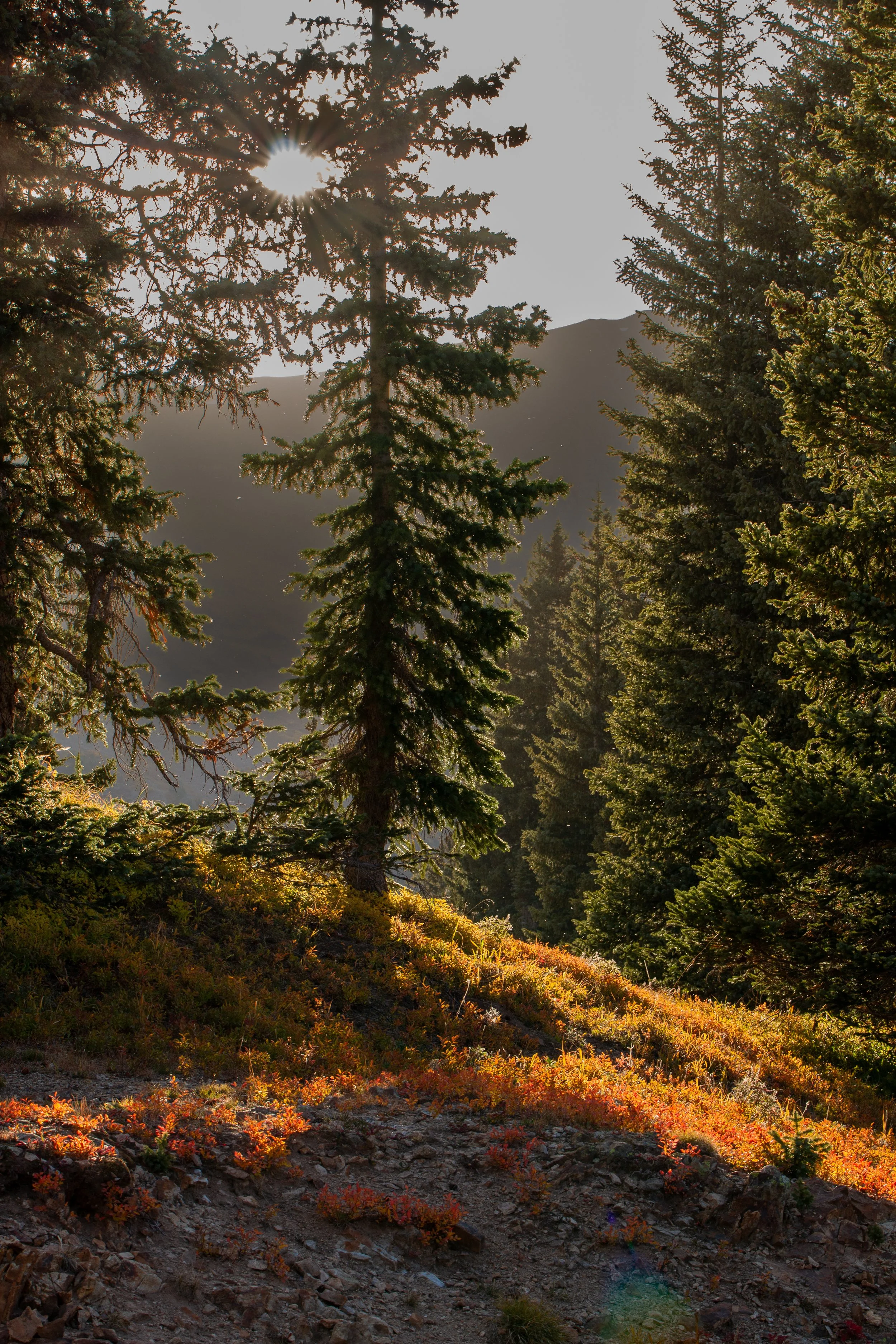 Colorado_Pine_Glow.jpg