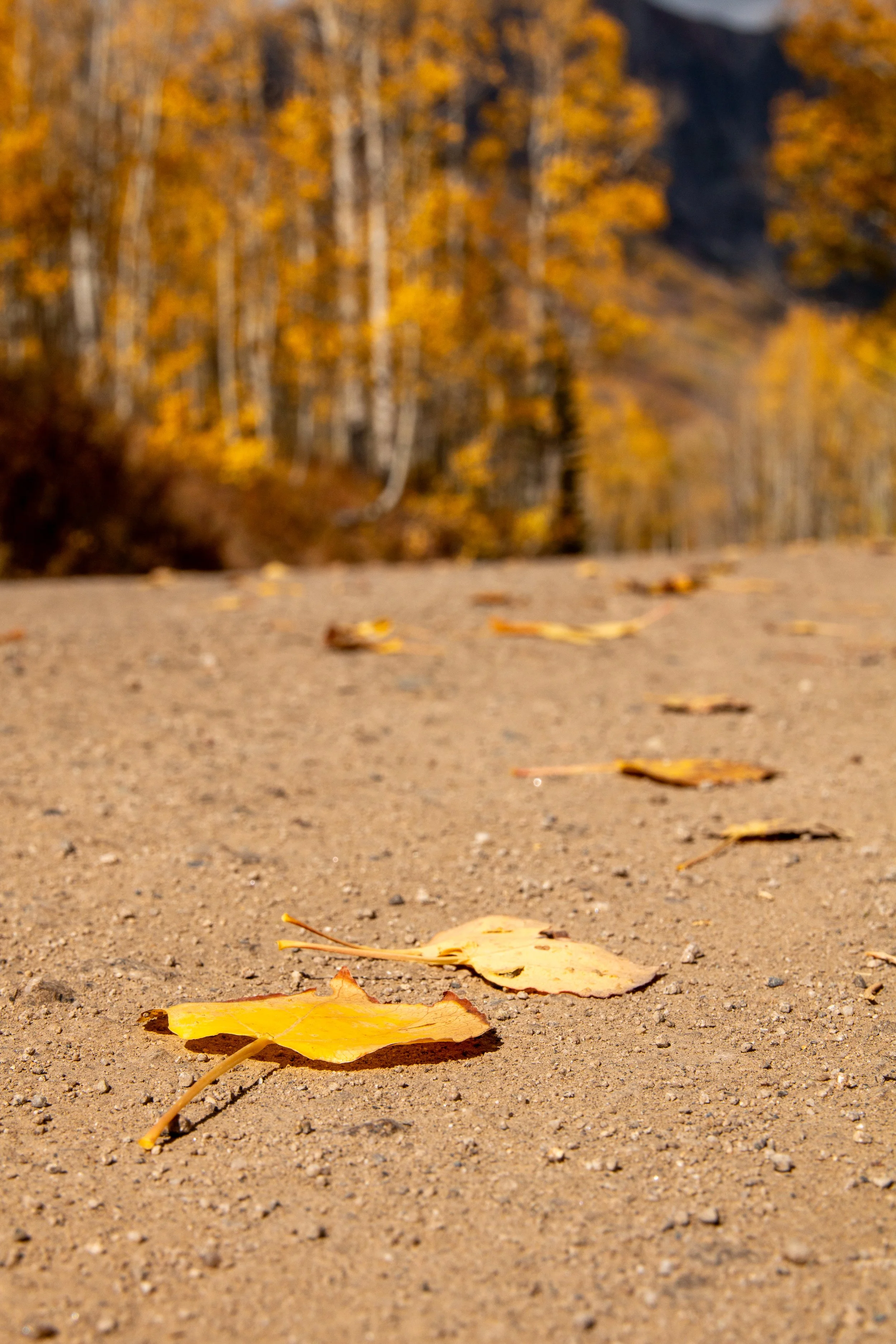 Colorado_Fall_Aspen_Leaf_Road.jpg