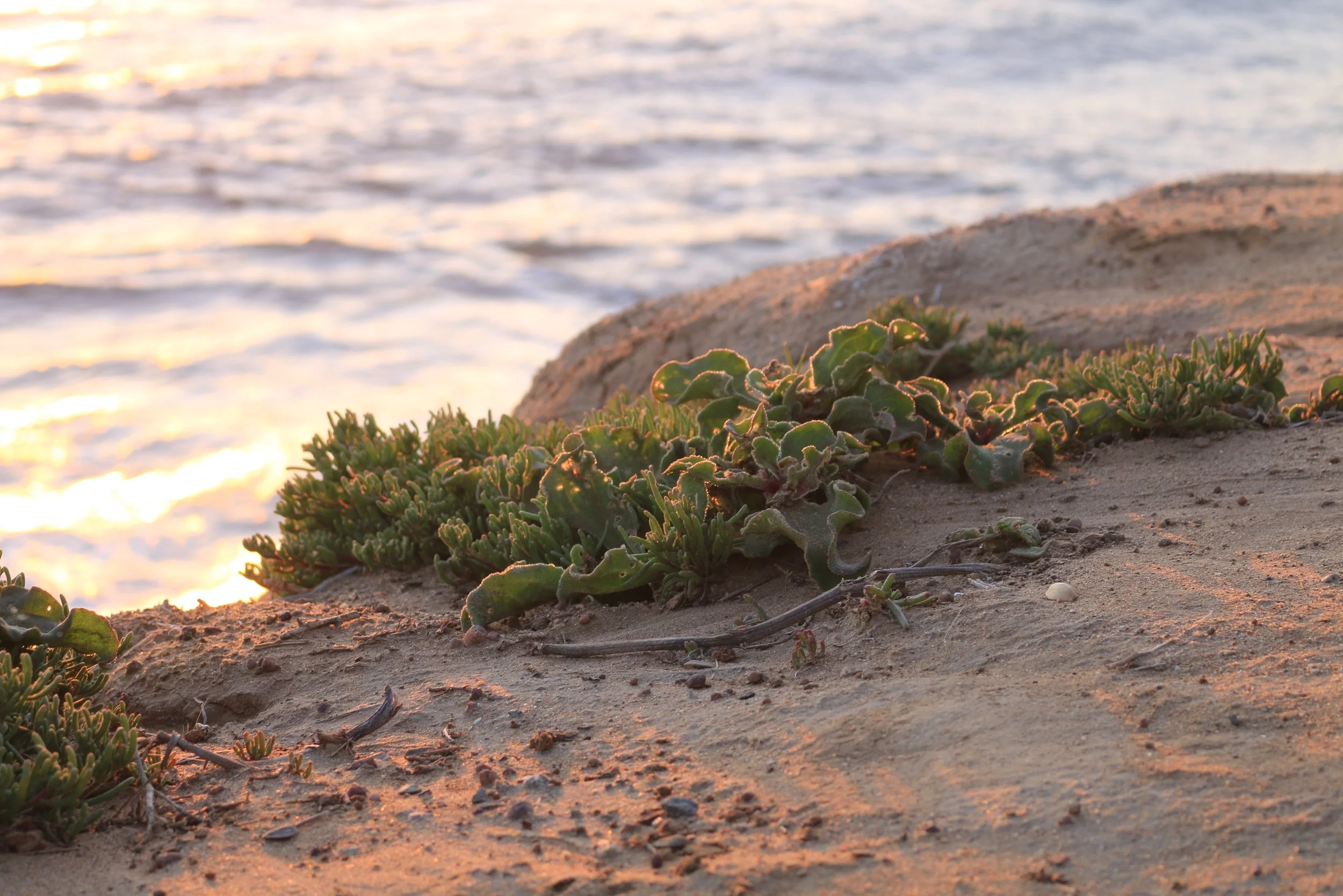 California_Coast_Plant.JPG