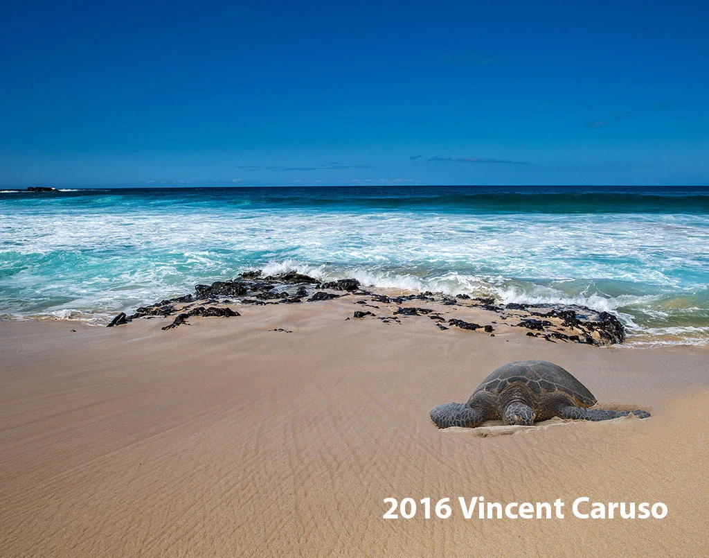 vincentcarusophotography_hawaii_turtle_websitepic (10 of 10) copy.jpg