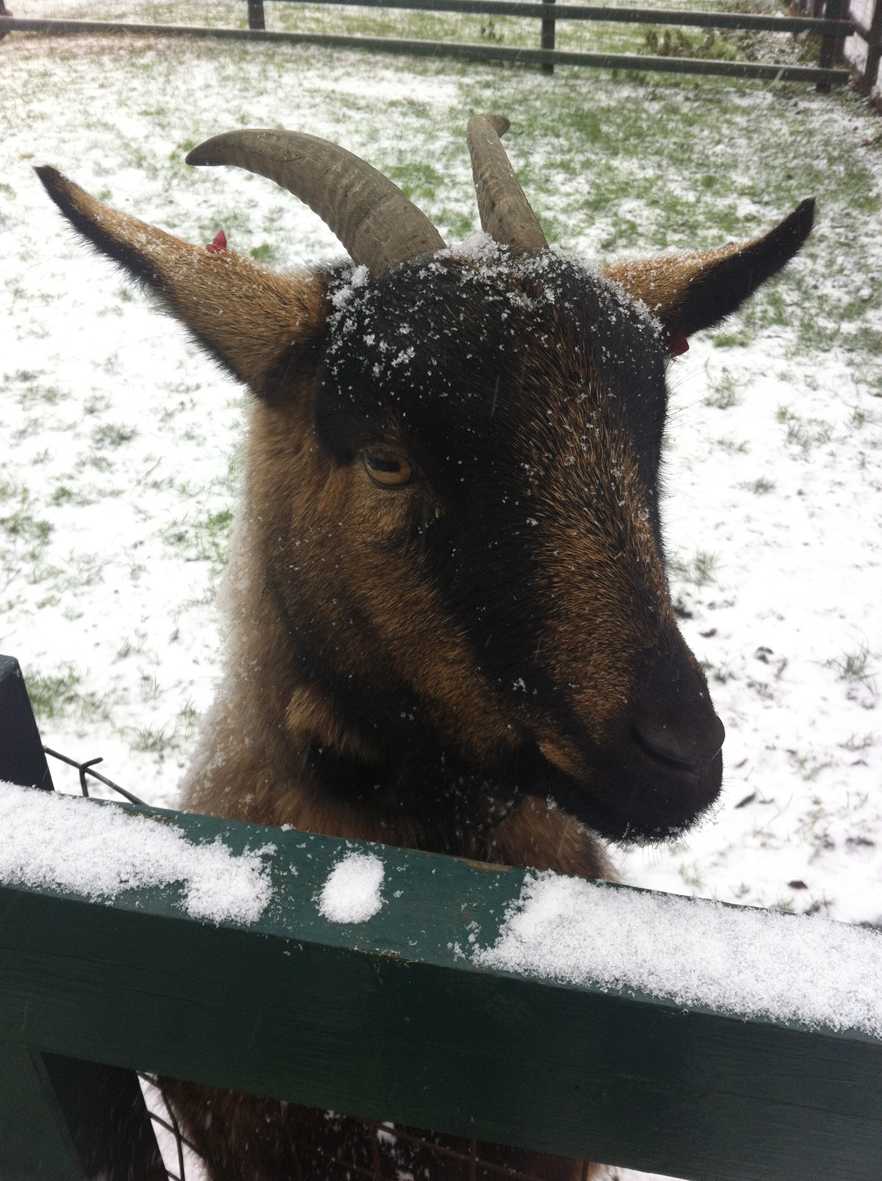 Goat at the farm
