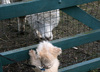 Portia meets Jerry , the alpaca in the paddock