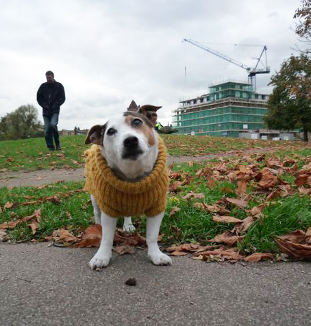 Paddy R.I.P.