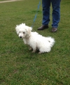 Monty, whose owner was born and bred here
