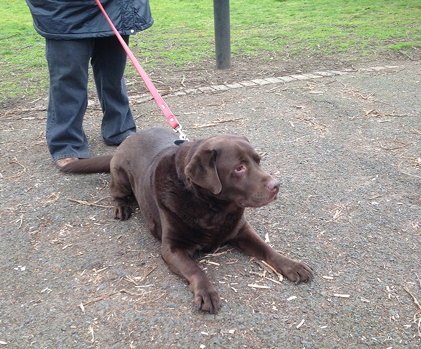 Gentle labrador Charlie Brown