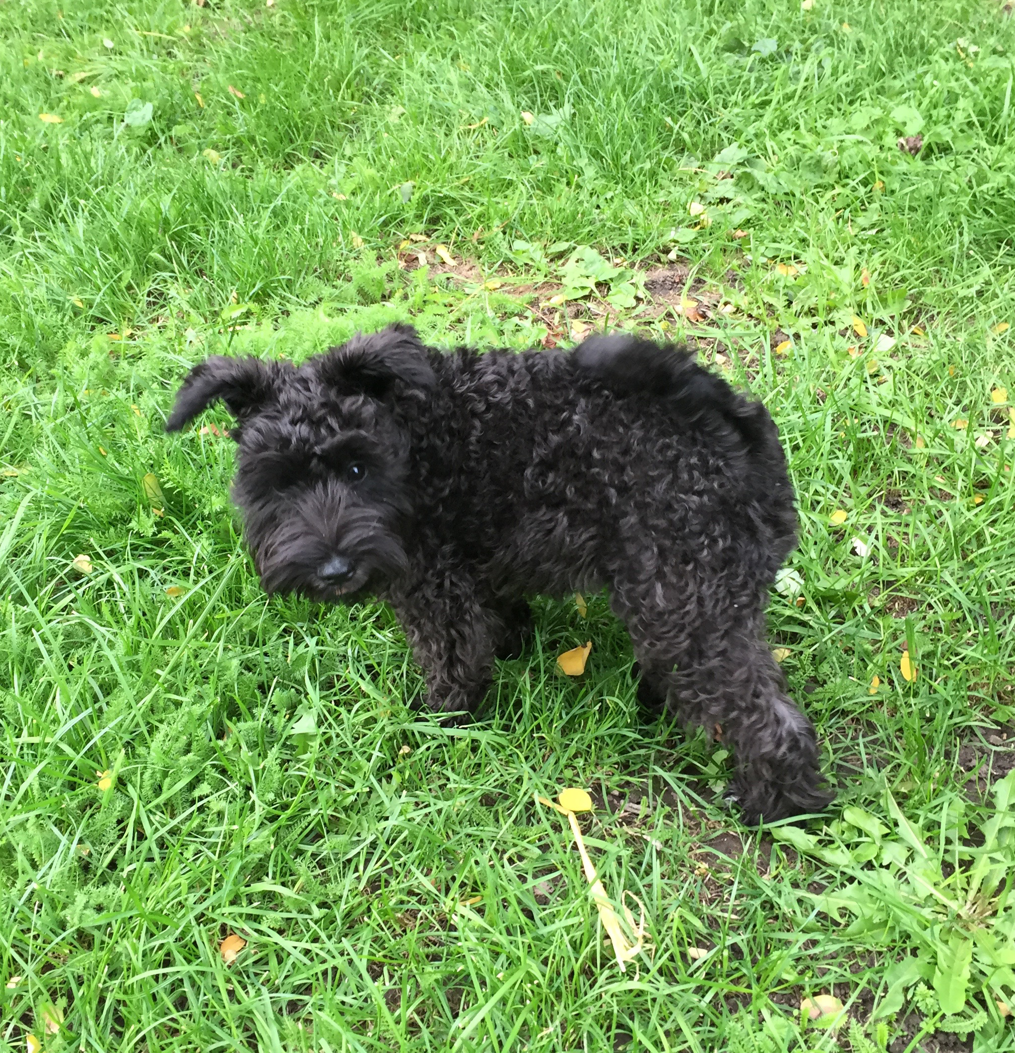 Miniature Schnauzer puppy Halston
