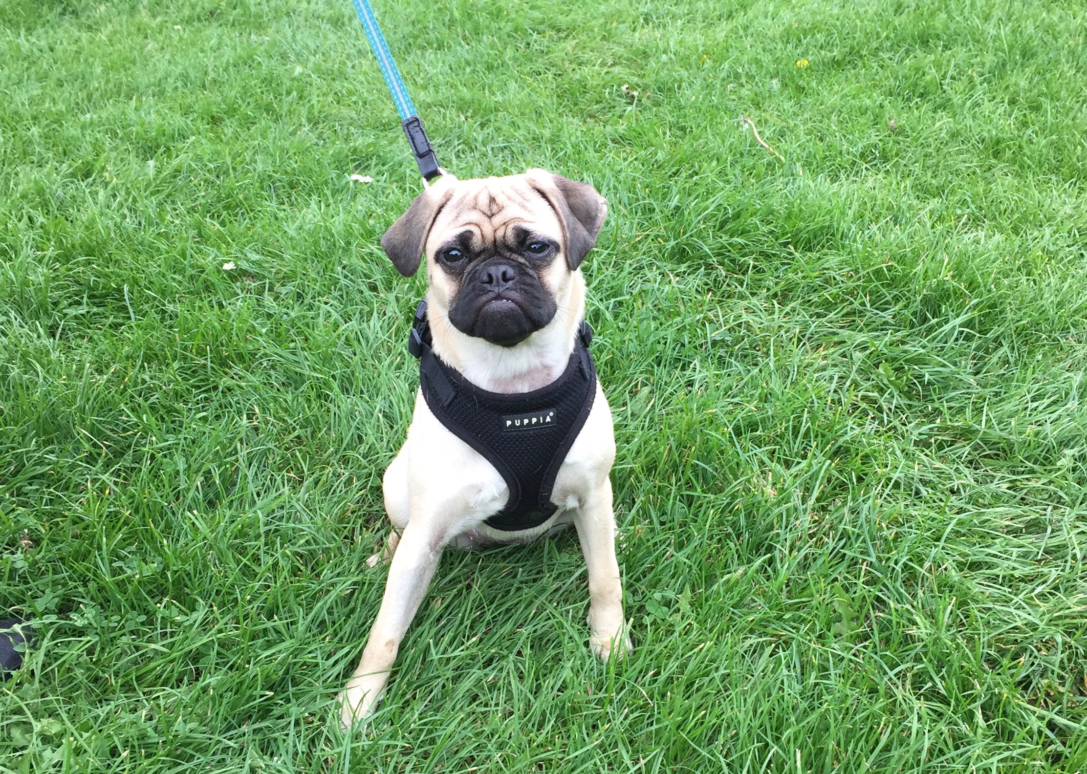 Dolly, Margaret's new pug poses for the camera