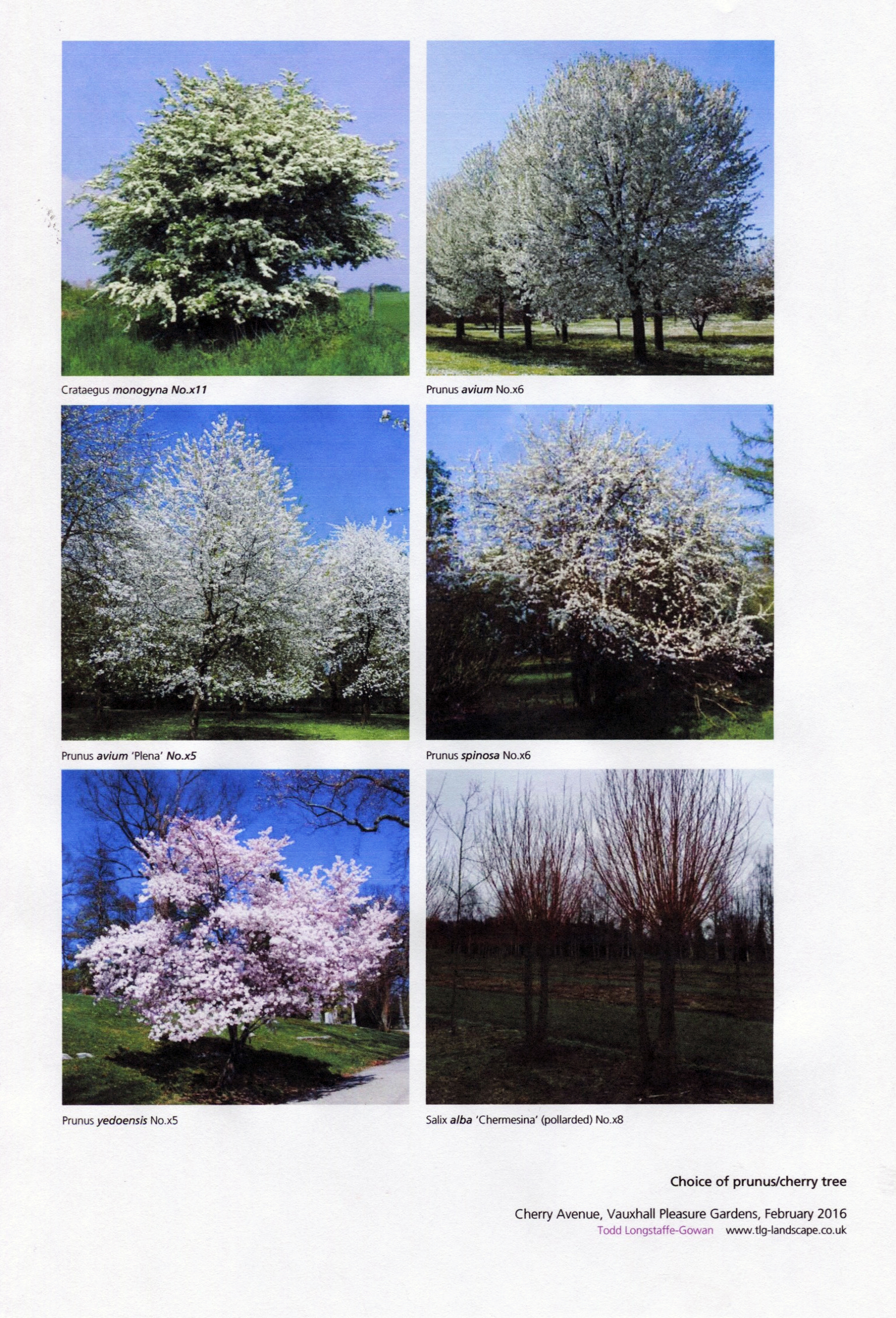 Proposed various tree varieties