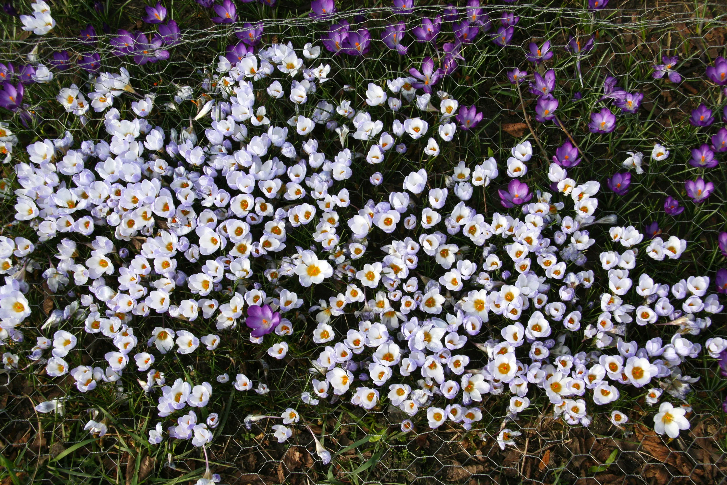 he lighter Crocuses