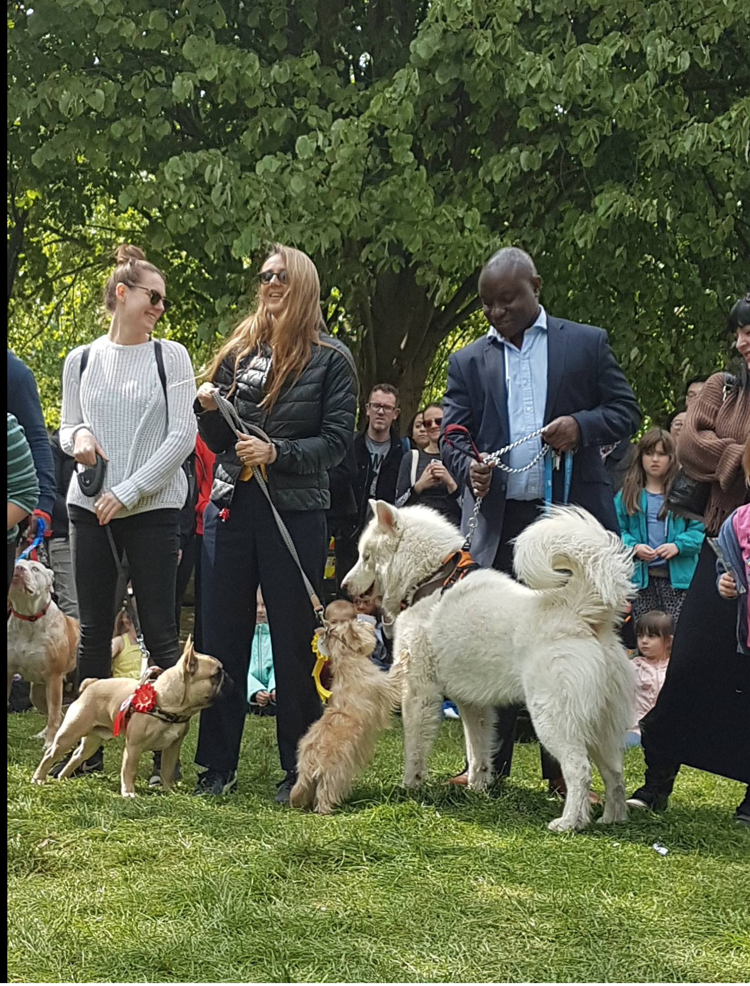 Alpha , winner of Best In Show is congratulated by other canine winners