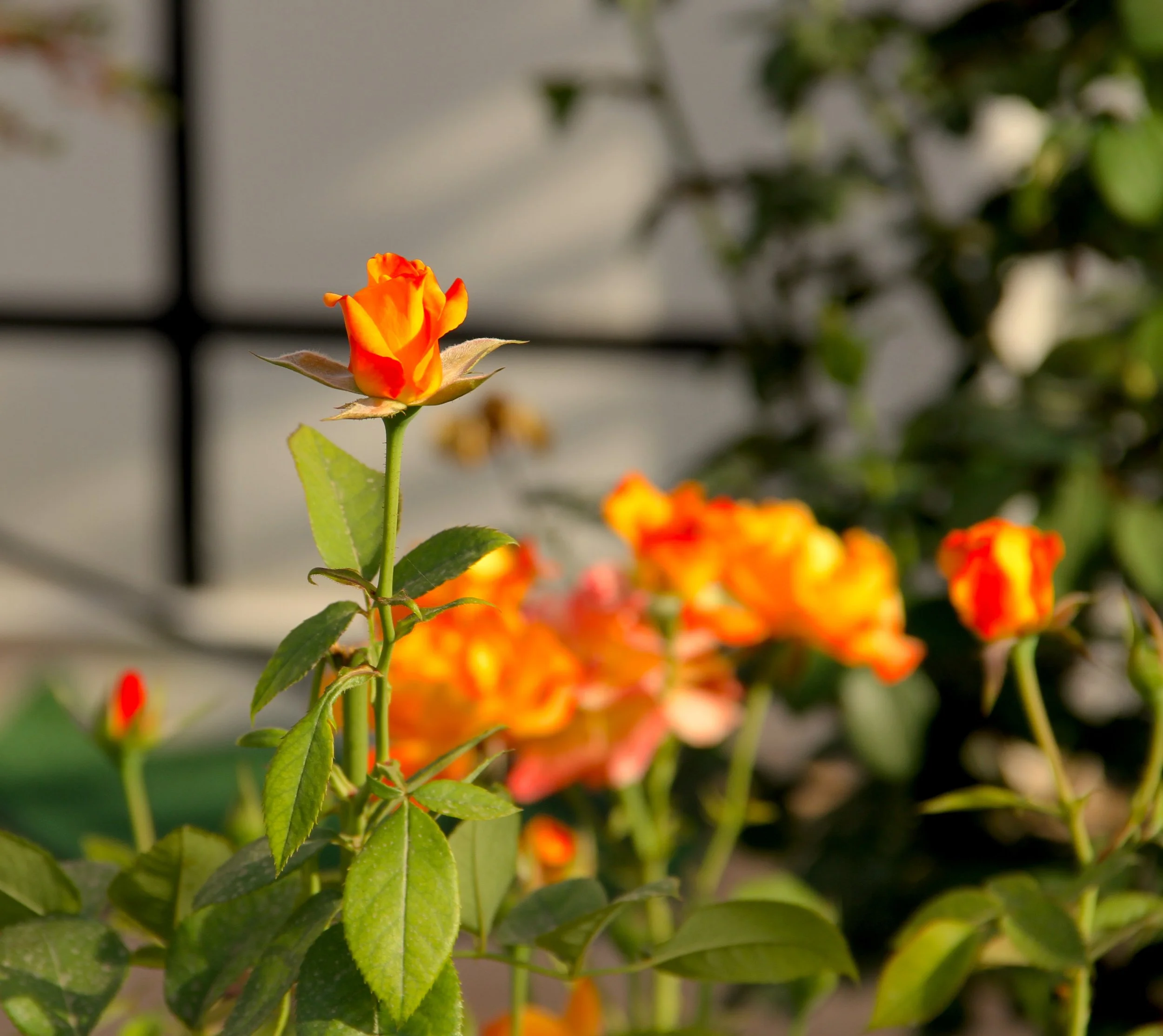 rose orange.jpg