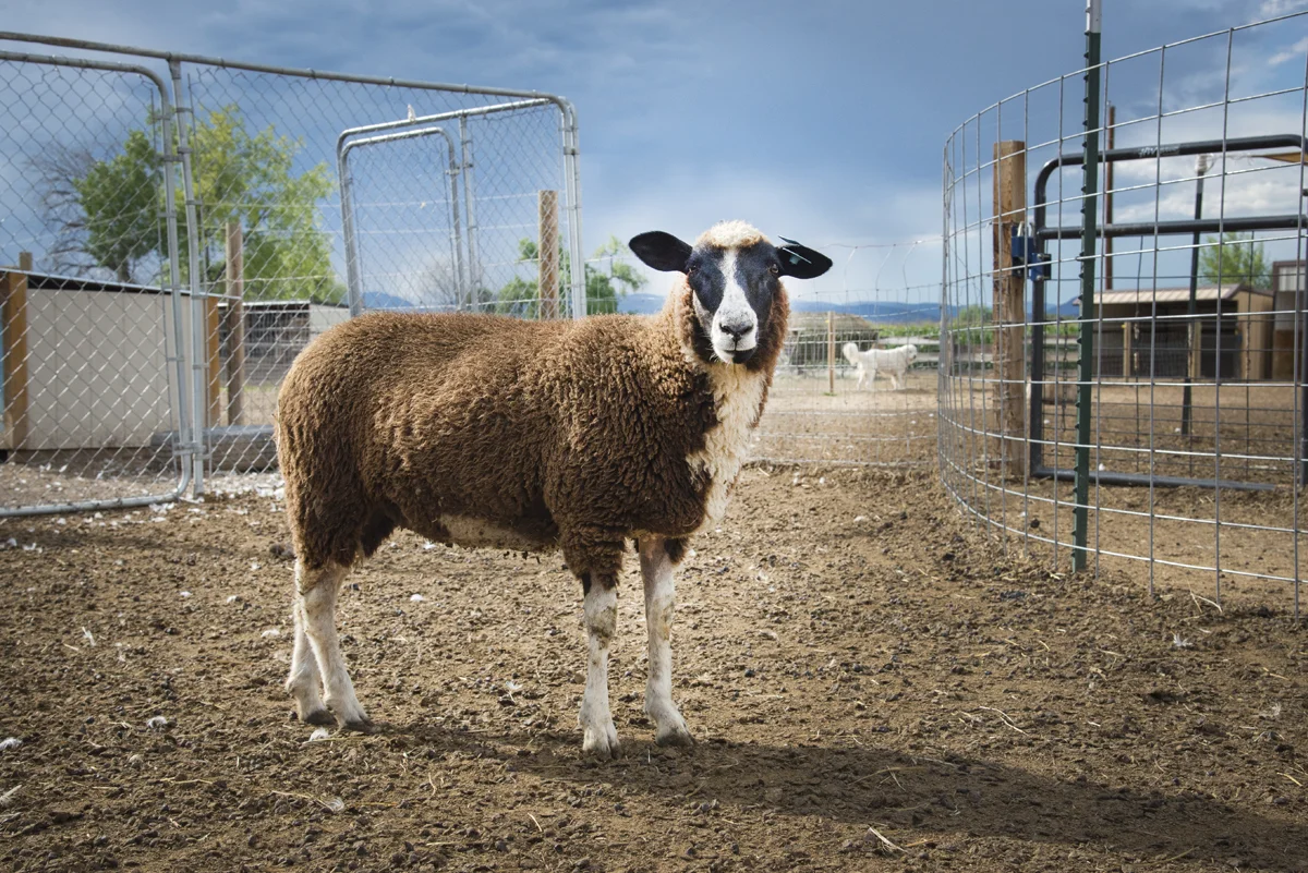 Sky Pilot Farm