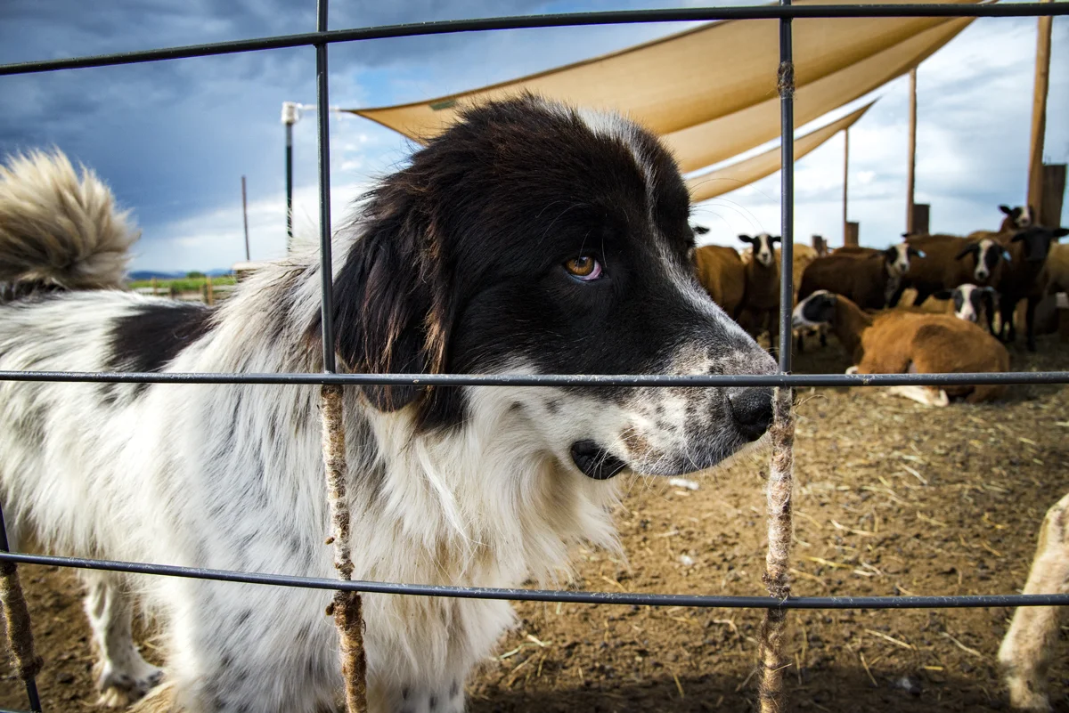 Sky Pilot Farm