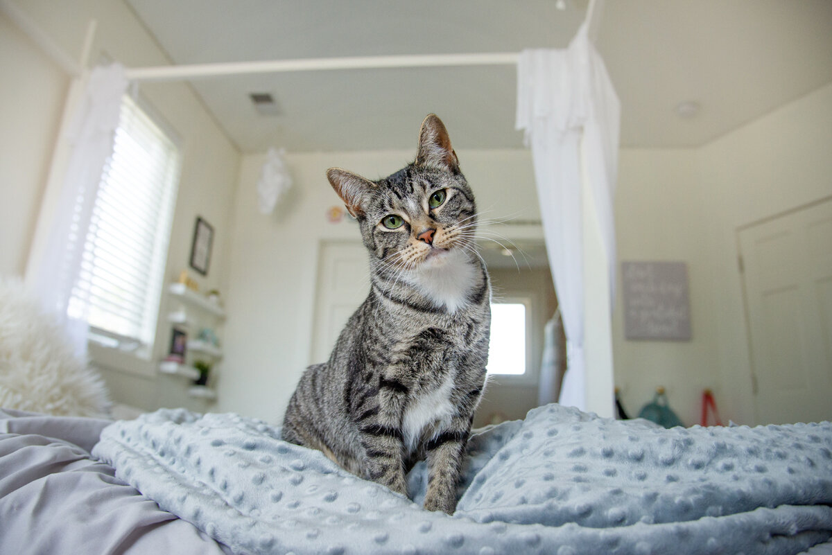 Hazel