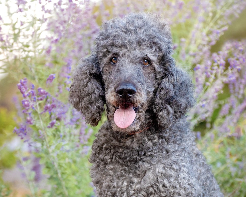 Louie