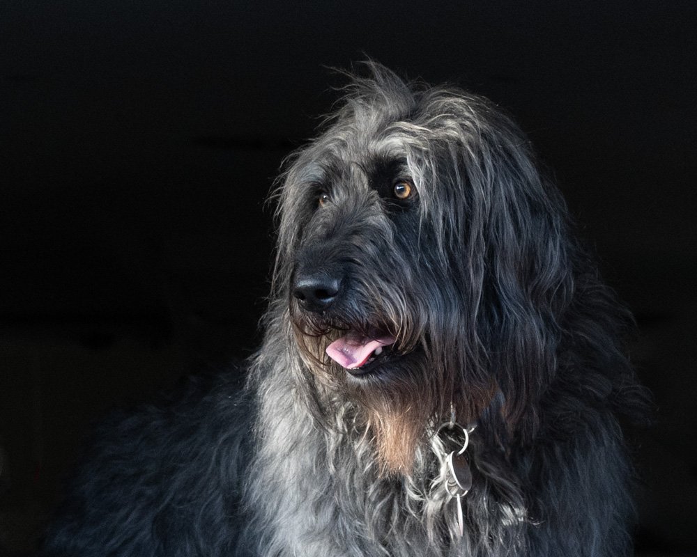 Lacey - Portrait #2