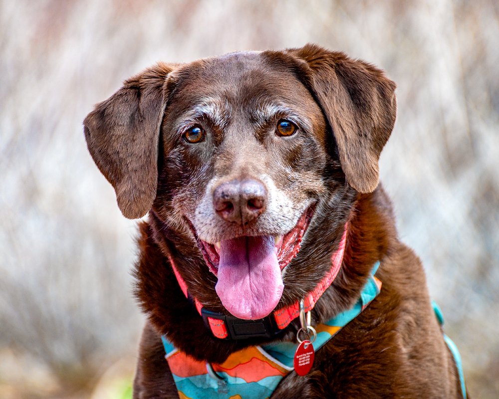 Marley - happy girl
