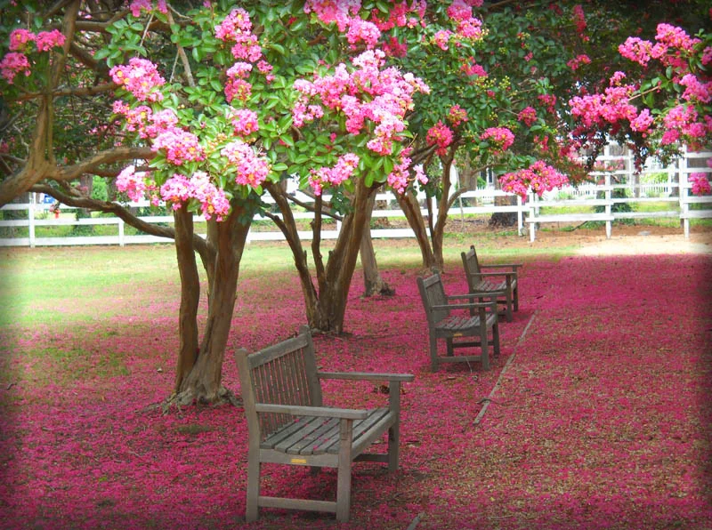 garden.jpg