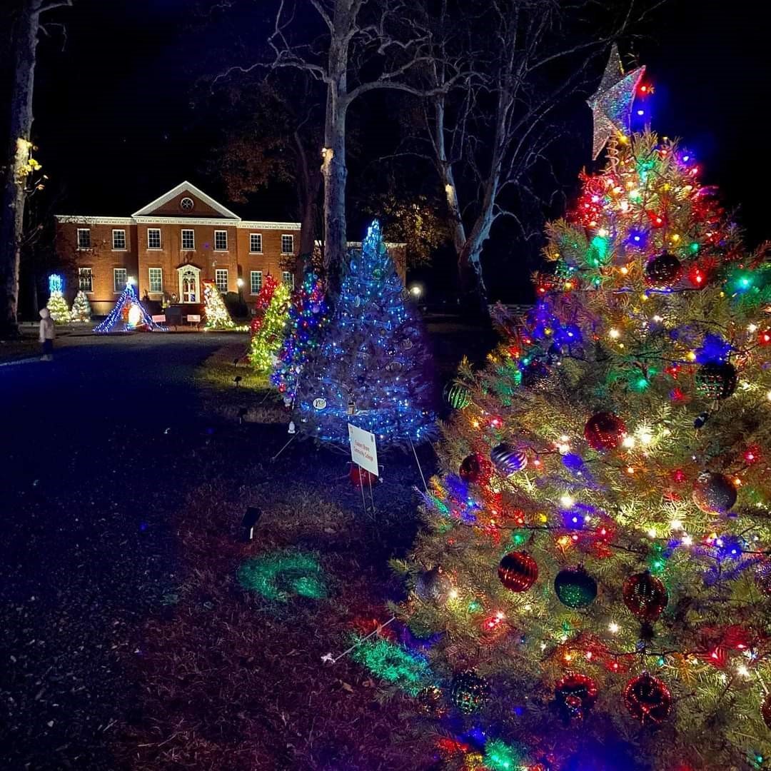 Lights on the Lawn 1.jpg