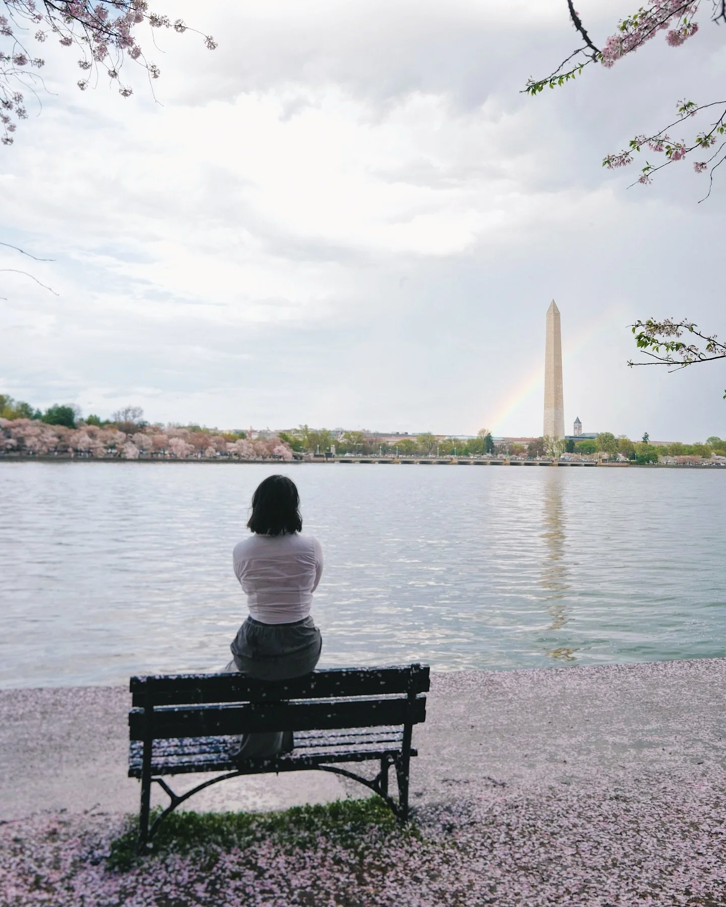 It was a nice distraction while it lasted.
📍@nationalmallnps
 📷 Thanks @nikaerad @fionampgn for the pics of 🙋🏻&zwj;♀️
🗓️ March 28-31, 2025

#sakura #sakurafubuki #washingtondc #cherryblossomseason #cherryblossfest #igdc #spring #springindc #cher