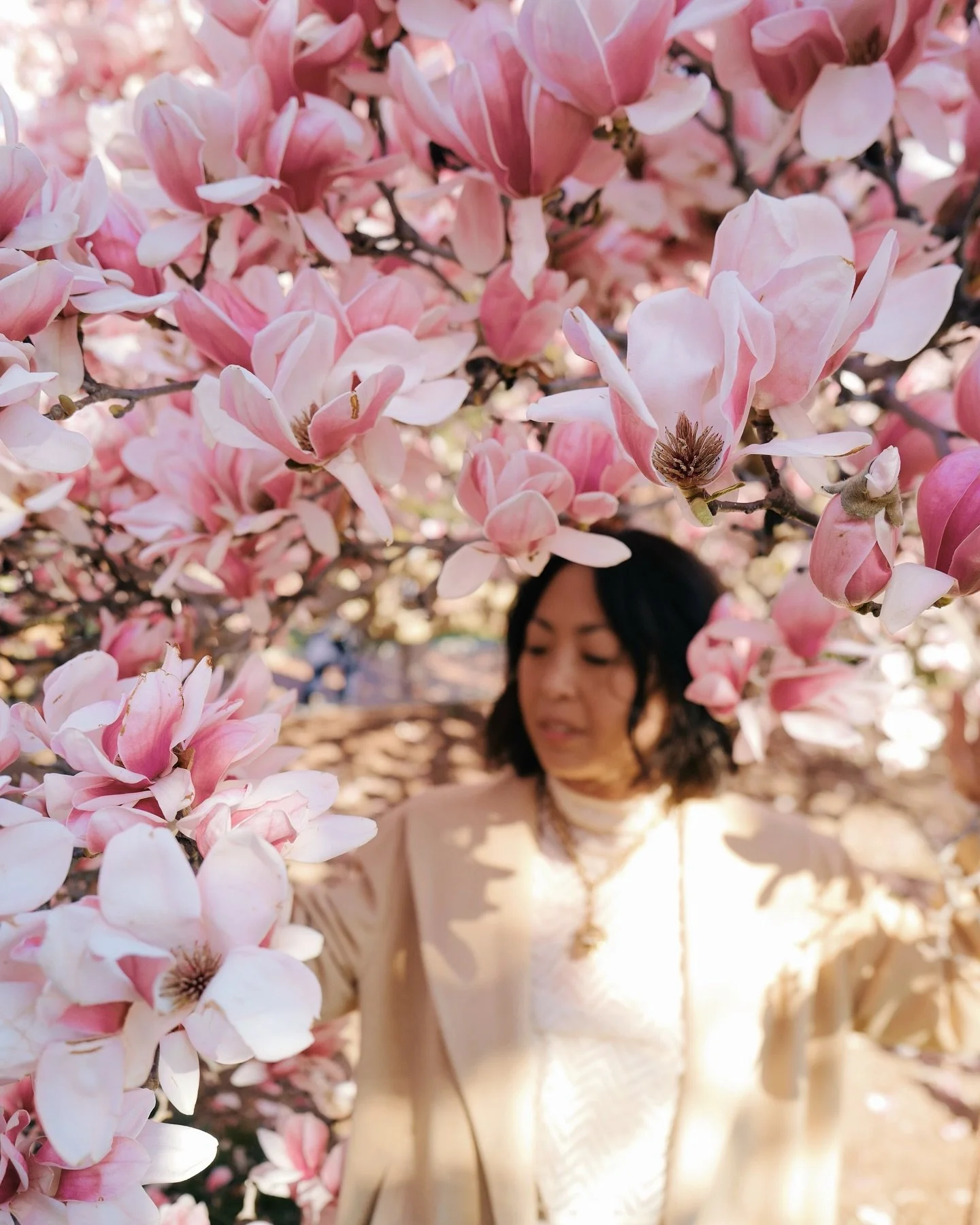 Peak Saucer Magnolias &gt; Peak Cherry Blossoms. 
📍 Enid Haupt Garden @smithsoniangardens 
📍 Rawlins Park
📍 Indiana Plaza
📍 Organization of American States

#magnolias #washingtondc #saucermagnolia #igdc #spring #wdc #blooms