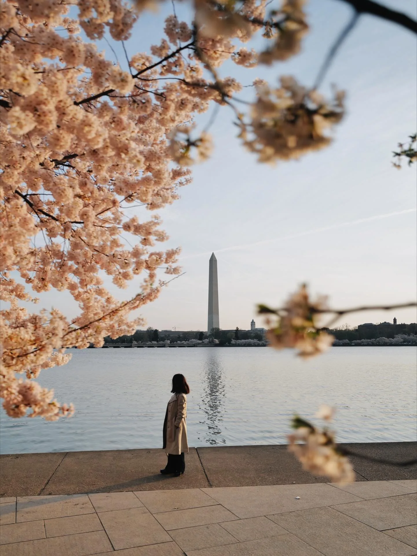 2026 Bloom Report 📝 [March 26-28]

🌸 Locations ⬇️:
📍 Tidal Basin @nationalparkservice 
📍 FDR Memorial
📍 Washington Memorial @nationalmallnps
📍 Hains Point
📍 Upper Senate Park
📍 @nmaahc 
📍 Enid A. Haupt Garden @smithsoniangardens
 📍 Stanton 