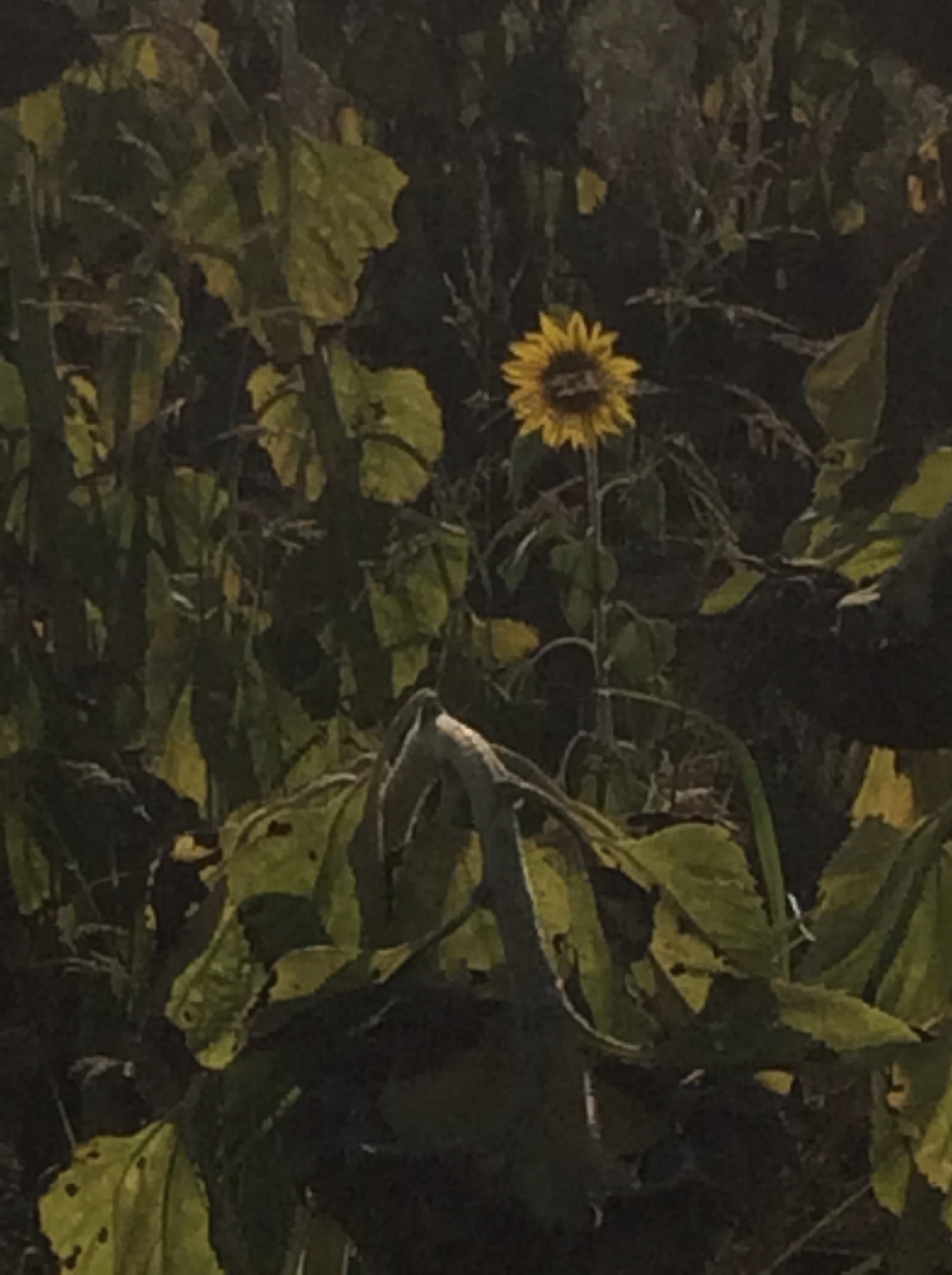 sunflower 2.jpg