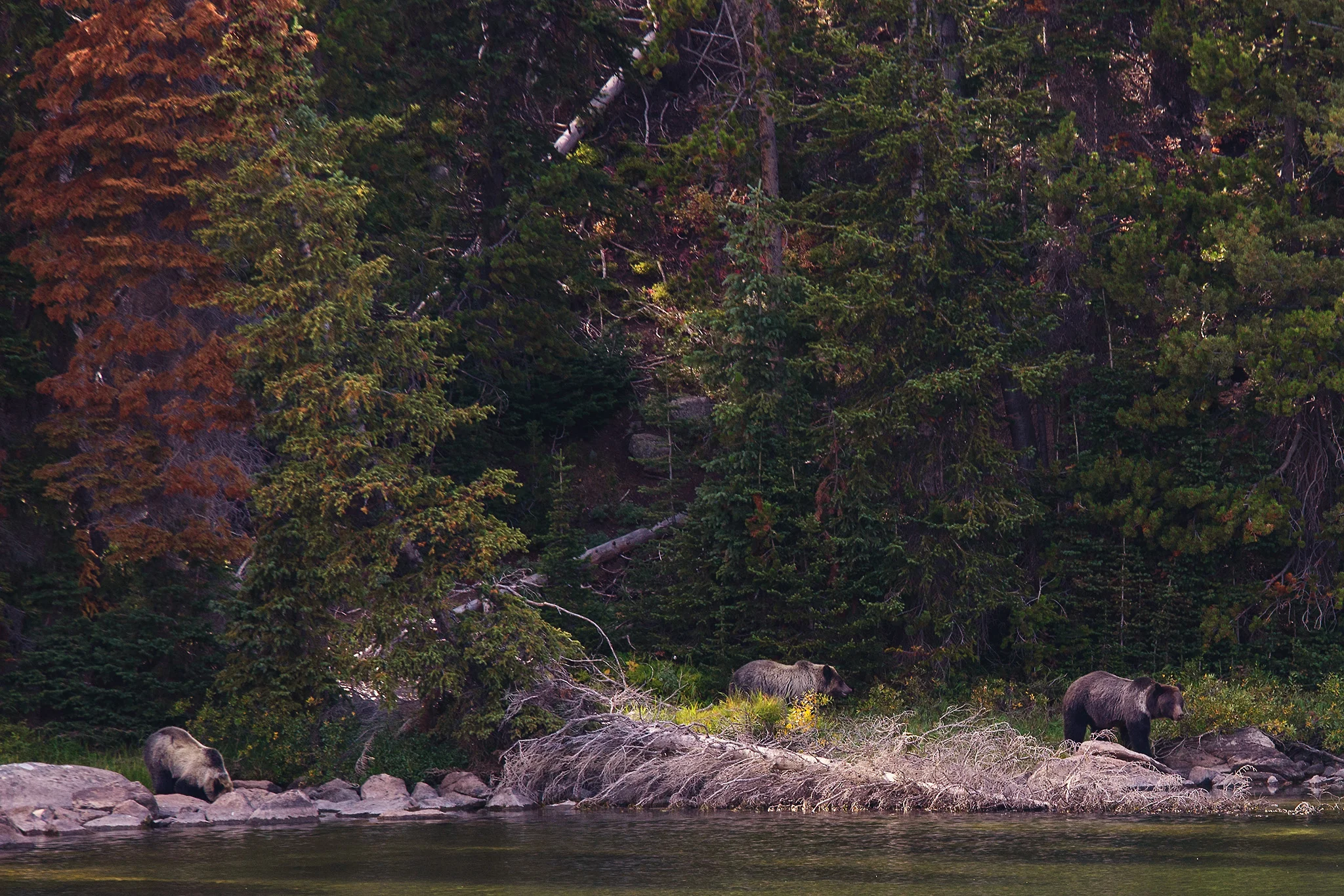 D18_4668_090718 crop.jpg