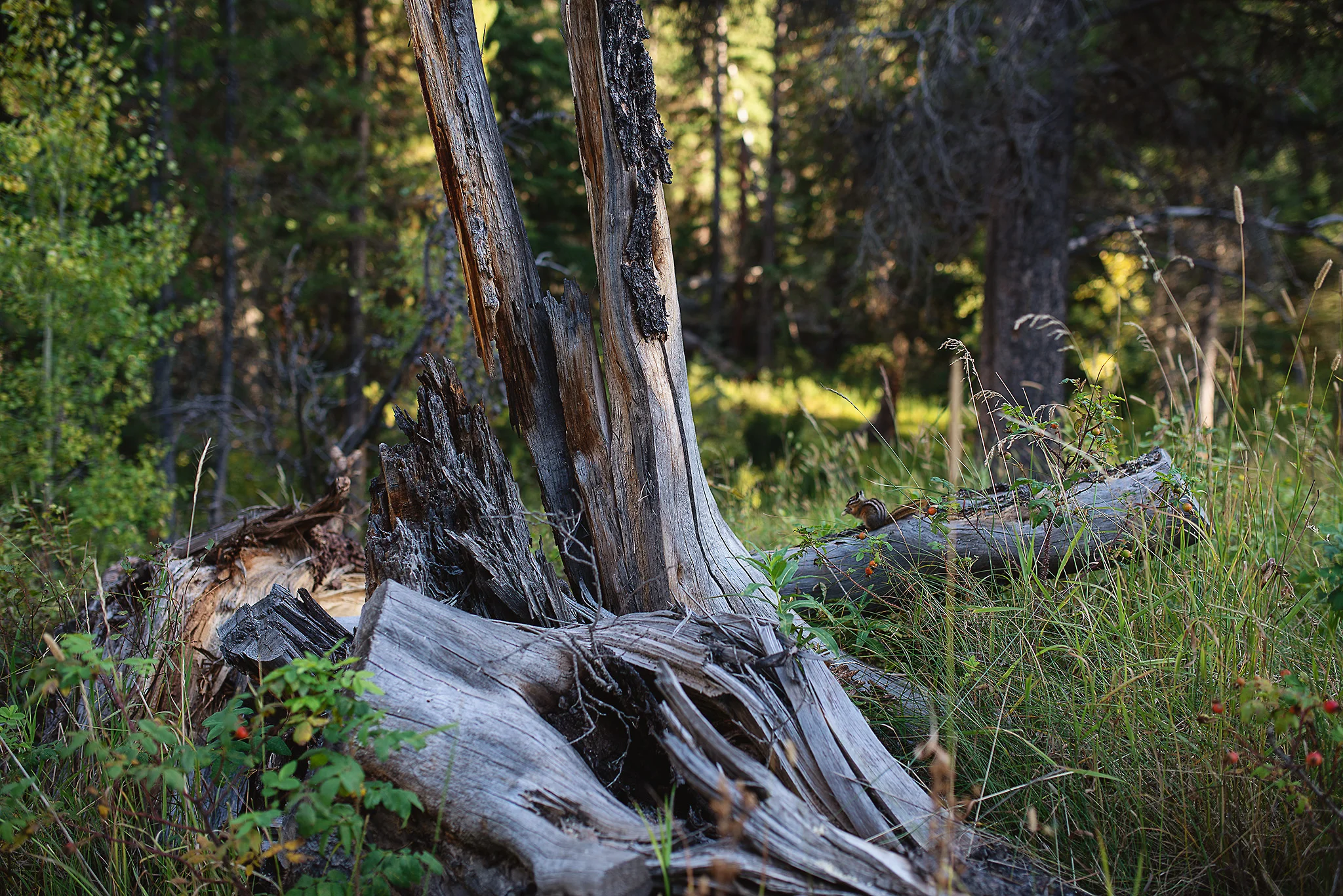 D18_3453_090118.jpg