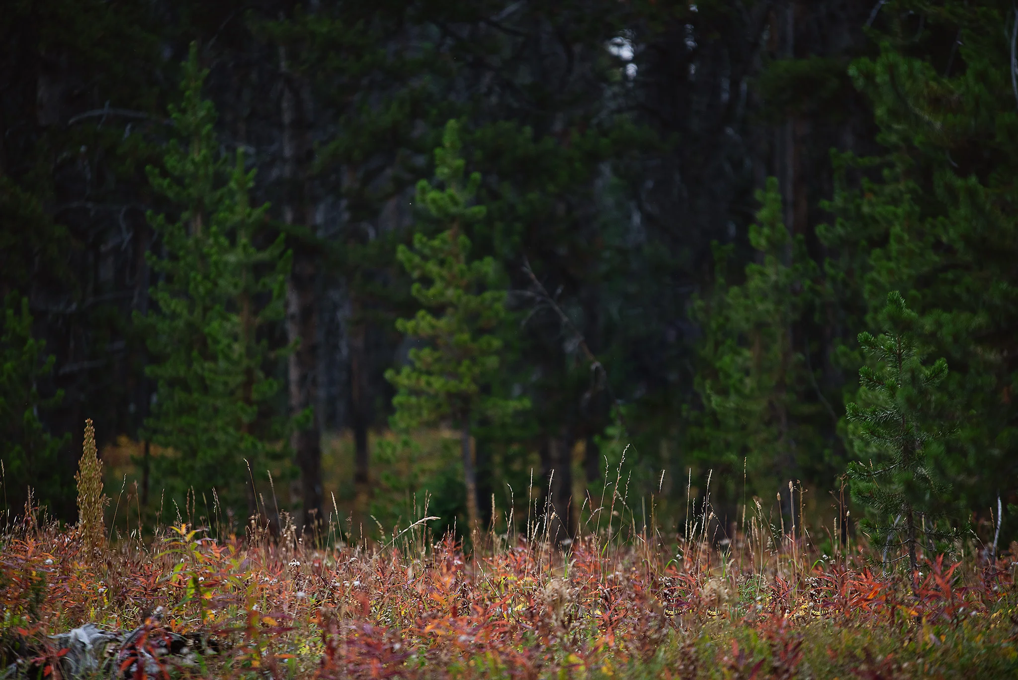 D18_4488_090618.jpg