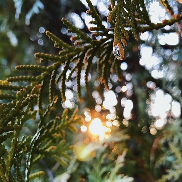 It rained so hard and thundered and hailed today. But then the sun came out. And Shawn noticed all of the raindrops glistening like Christmas lights as the sun was about to dip below the mountain. I ran as fast as I could and barely found one still i