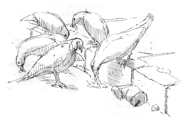 I was in New York City one day, taking a break sittting on a park bench and drawing some pigeons. They pecked at everything. I wonder if pigeons will eat old chewing gum? Ugh!