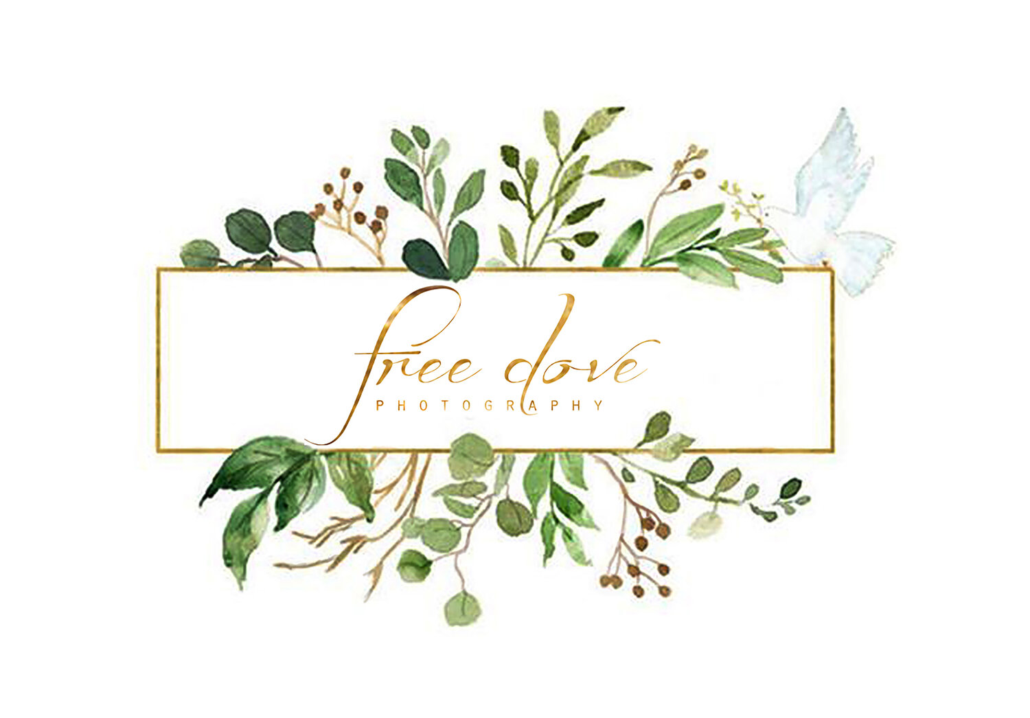 Free Dove Photography