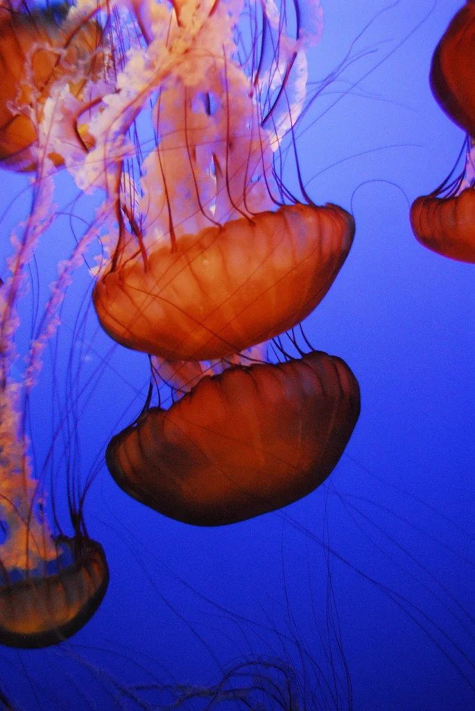 Monterey Aquarium, CA